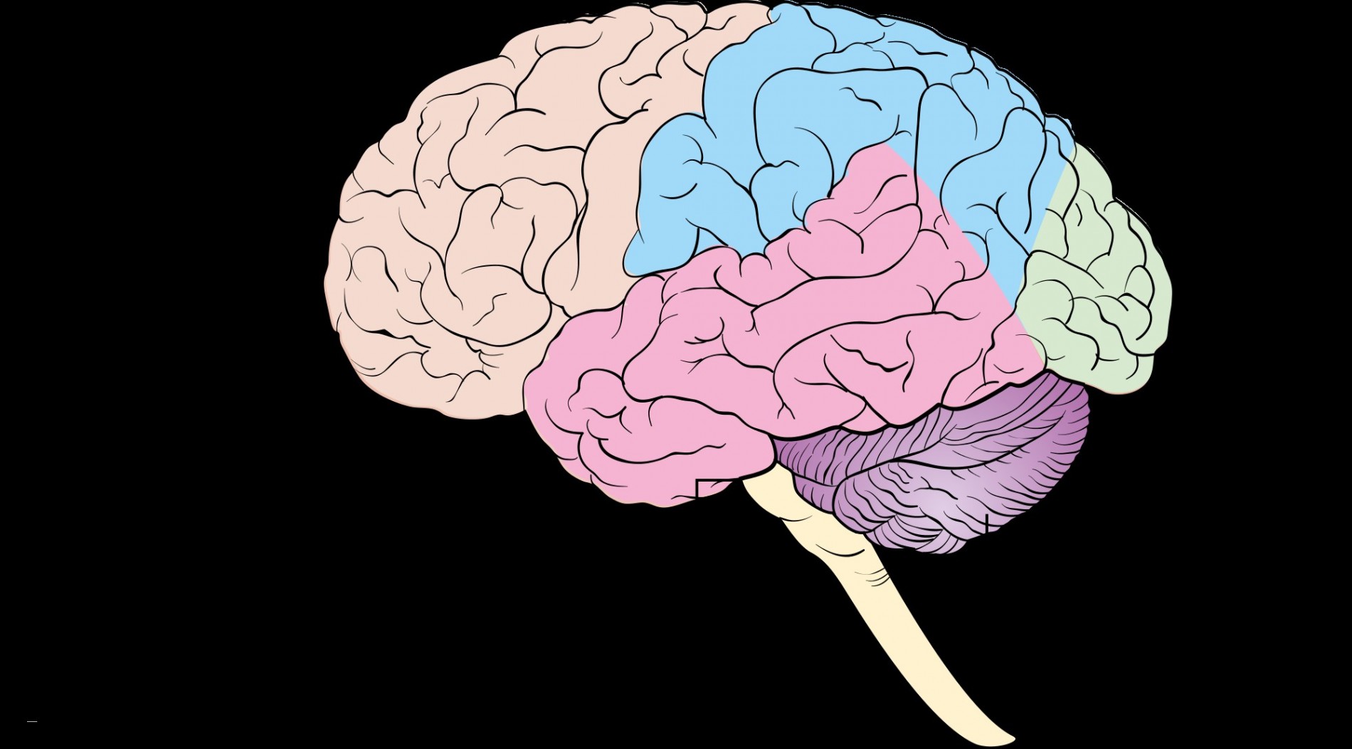 Головной мозг анатомия